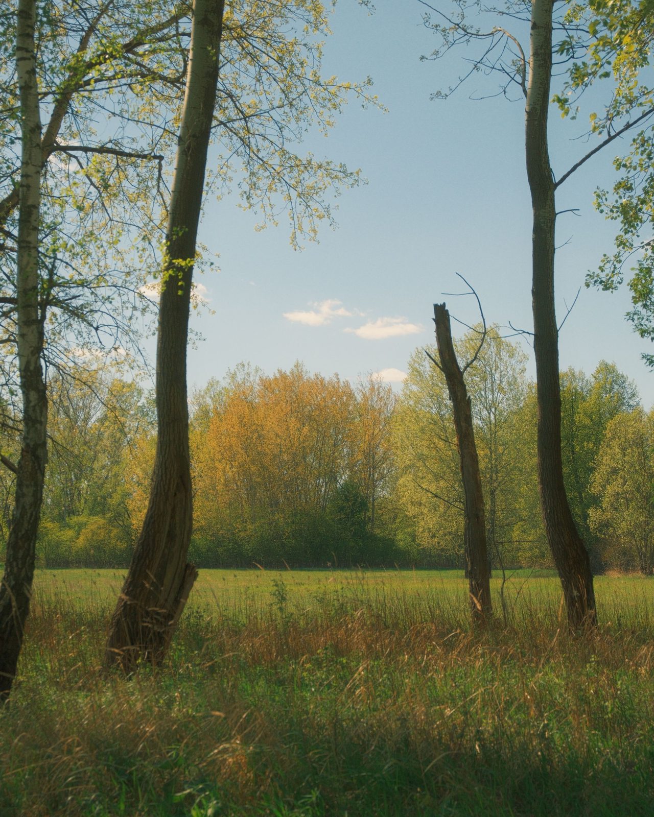 Autumn light at the campus reserve field site